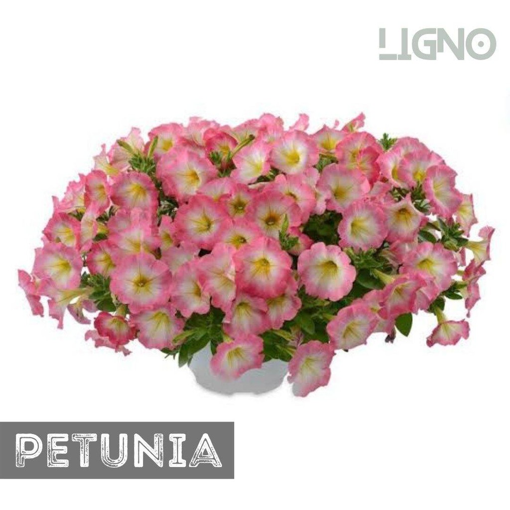 [Free gift]Benih PETUNIA PINK (isi-100) Biji Bibit Bunga