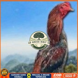

telur ayam shamo original super garansi UD ANEKA BIBIT ID