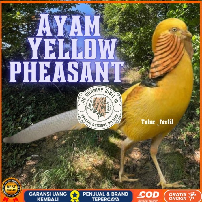 

telur ayam hias yellow pheasent untuk di tetaskan original berkualitas UD GHANIYY BIBIT ID