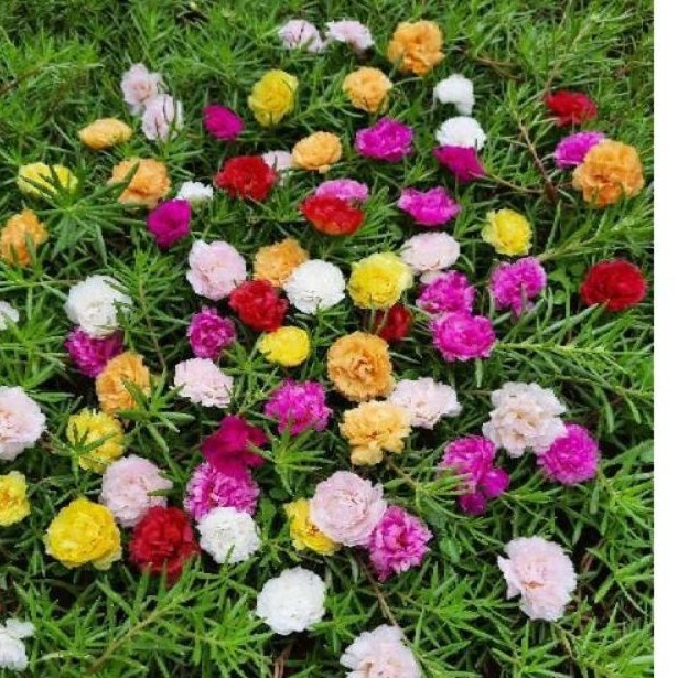 Tanaman hias sutra bombay SBY, pohon sutra bombay, krokot, bunga pukul 9,SBY uk. polybag sedang