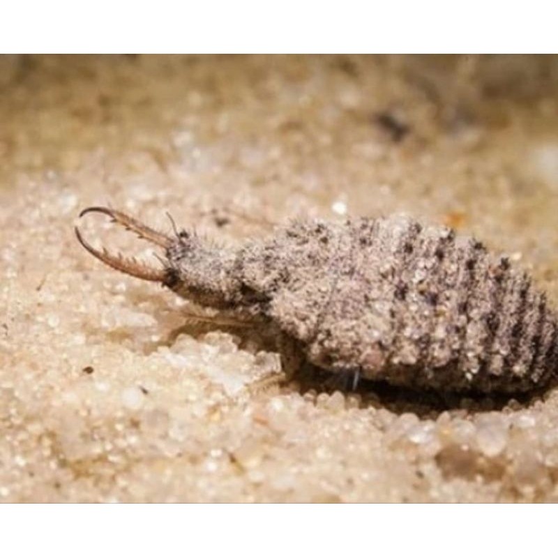 

Promo paket tembukur undur undur isi 50pcs