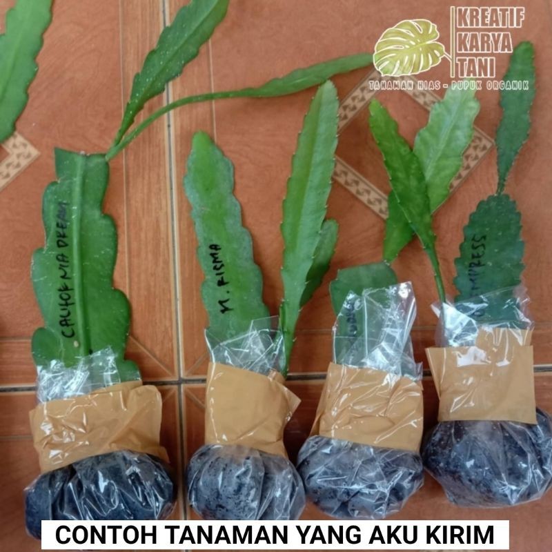 4 Tanaman Bunga Wijaya Kusuma - Paket 4 tanaman hias Wijaya Kusuma