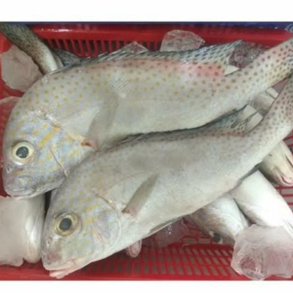 

Ikan Kaci Kaci Segar 1kg / Ikan Kakap Kaci Fresh Berualitas