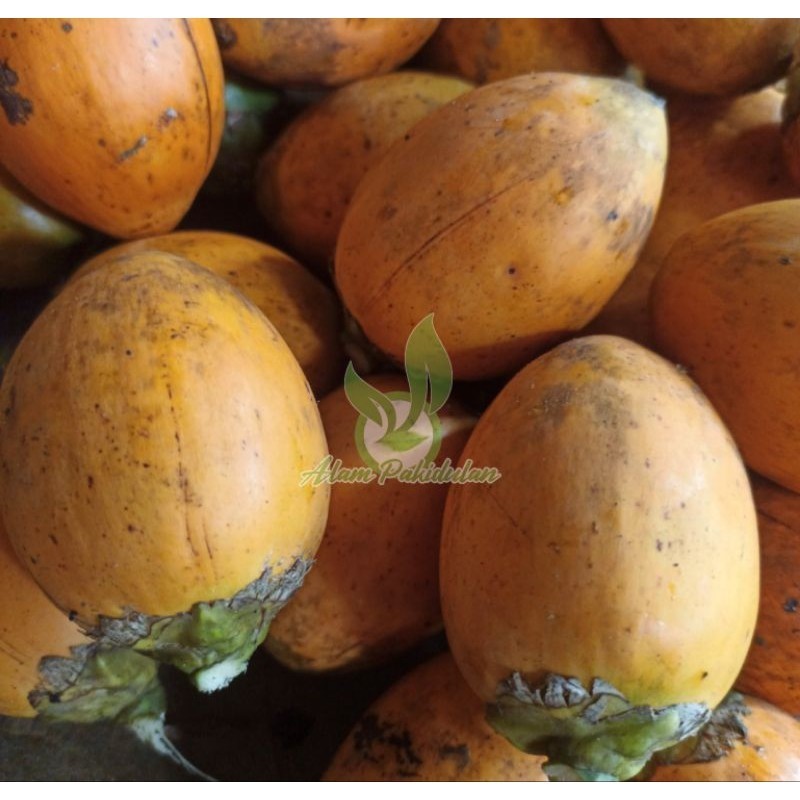 

Cod Buah Pinang Matang Segar 1 kg / Buah Jambe / Buah Jebug Matang Dipohon .