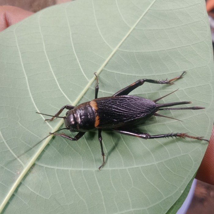 JK SUPER BIGE indukan jangkrik kalung betina