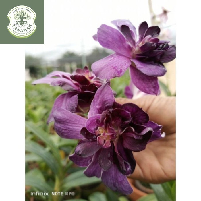 ANGGREK DENDROBIUM MAWAR BIRU-sudah Knop/Spike-DENDROBIUM-ANGGREK