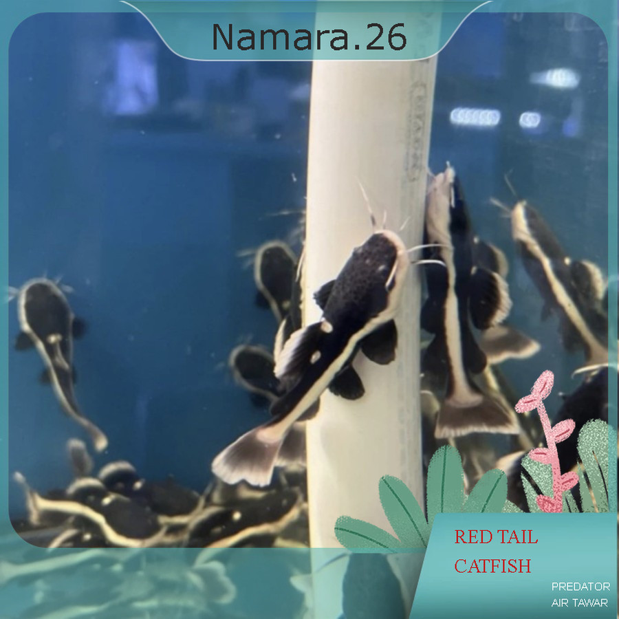 Red Tail Catfish - Ikan Hias Predator Aquarium