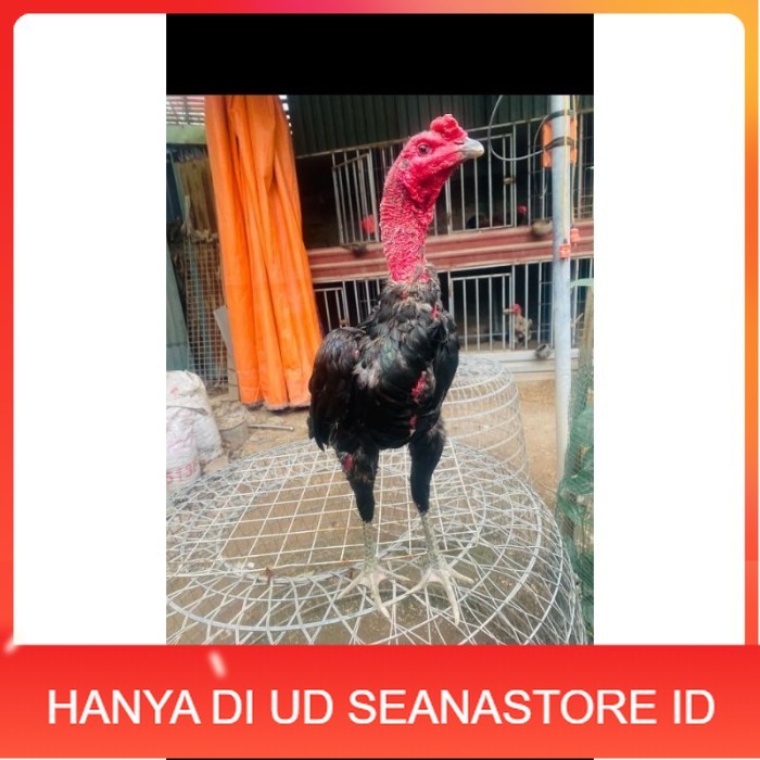 

Ganoi (telur fertill) original berkualitas UD SEANASTORE ID