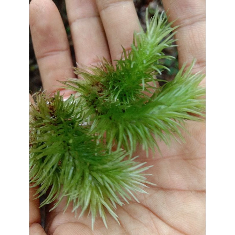 Cod lukut hidup bulu babi murah