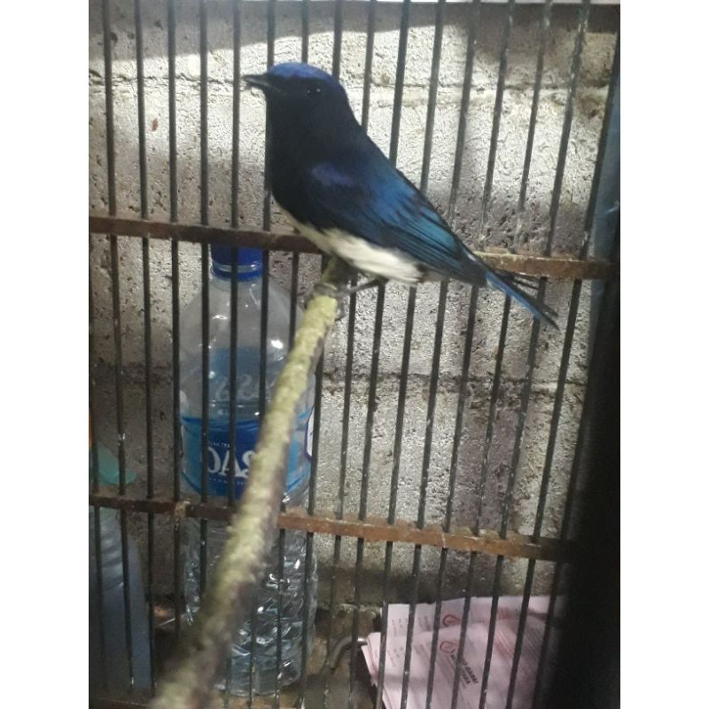 burung tledekan laut (rawatan)
