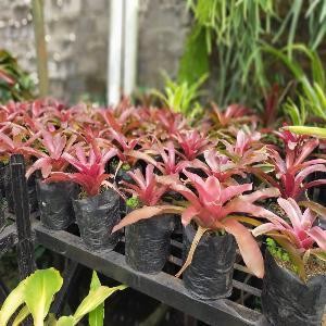 Tanaman hias bromelia merah dewasa / bromeliad fireball pohon hidup - TitipBibit