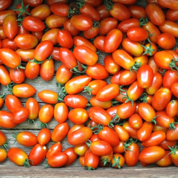 5 Biji - Benih Tomat Cherry JULIET F1, manis sedikit asam segar