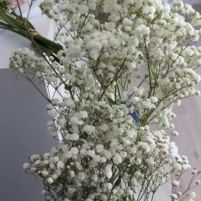 BabyBreath Fresh