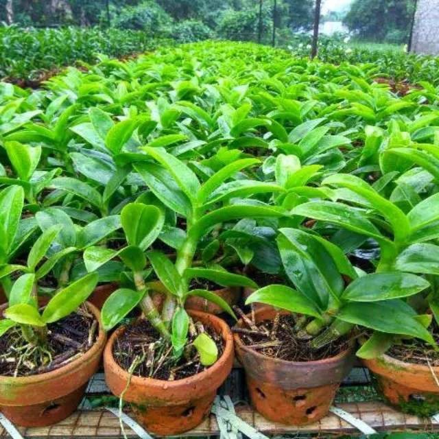 PAKET ANGGREK DENDRO 6 JENIS DEWASA