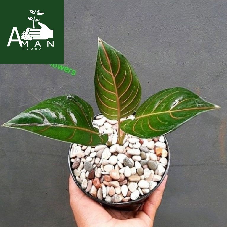 ( BISA COD ) Tanaman Hias Aglonema Rotundum Tiger / Bunga Hias Aglaonema Rotundum Tyger Hijau / Tana