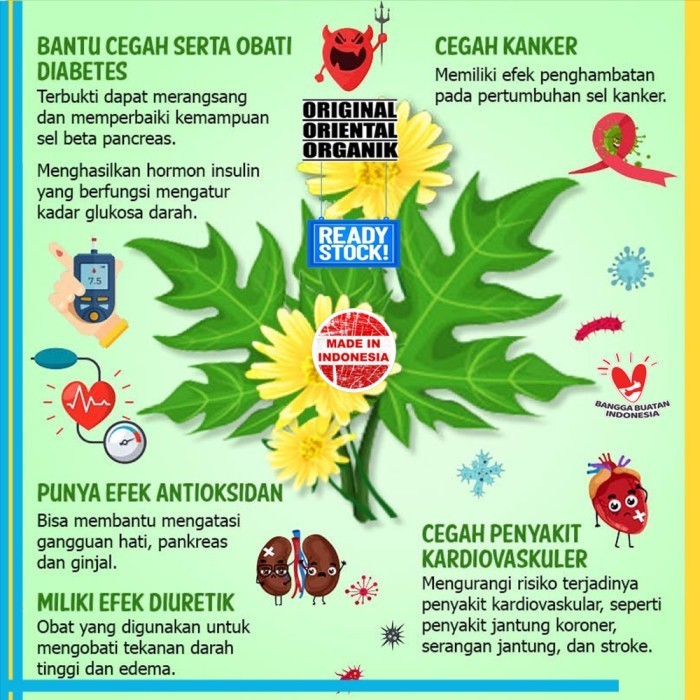 

Daun Insulin Fresh 1 kg Segar Tanaman Herbal Organik Original Murni Asli Bumi Indonesia