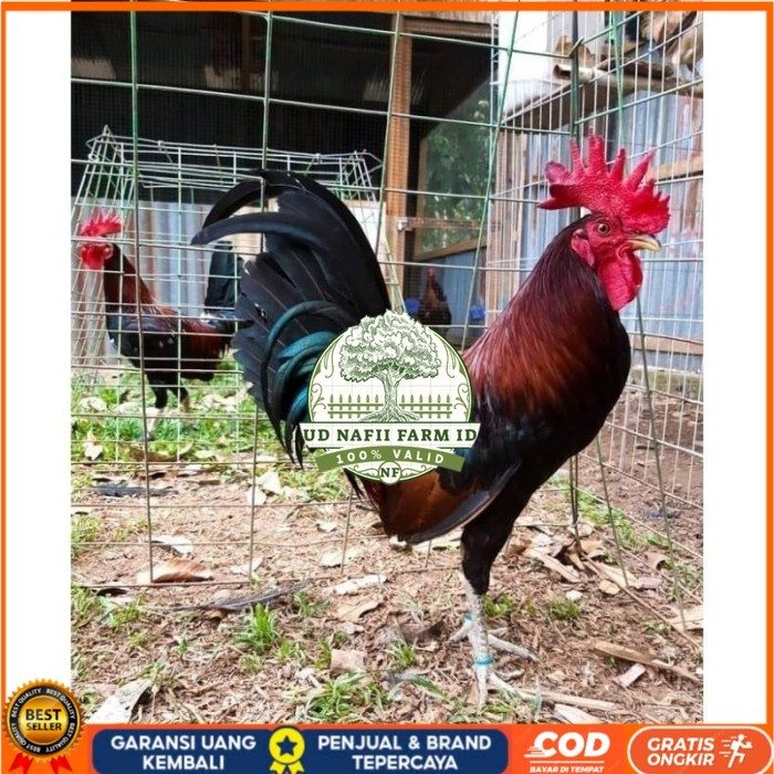 

Telur Ayam Fhilipin Hanya Untuk Ditetaskan original berkualitas UD NAFII FARM ID