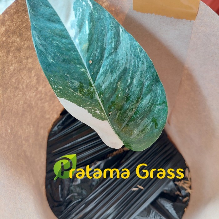 

LARIS -Tanaman Hias Monstera Epipremnum Varigata - Bibit Epipremnum Pinnatum