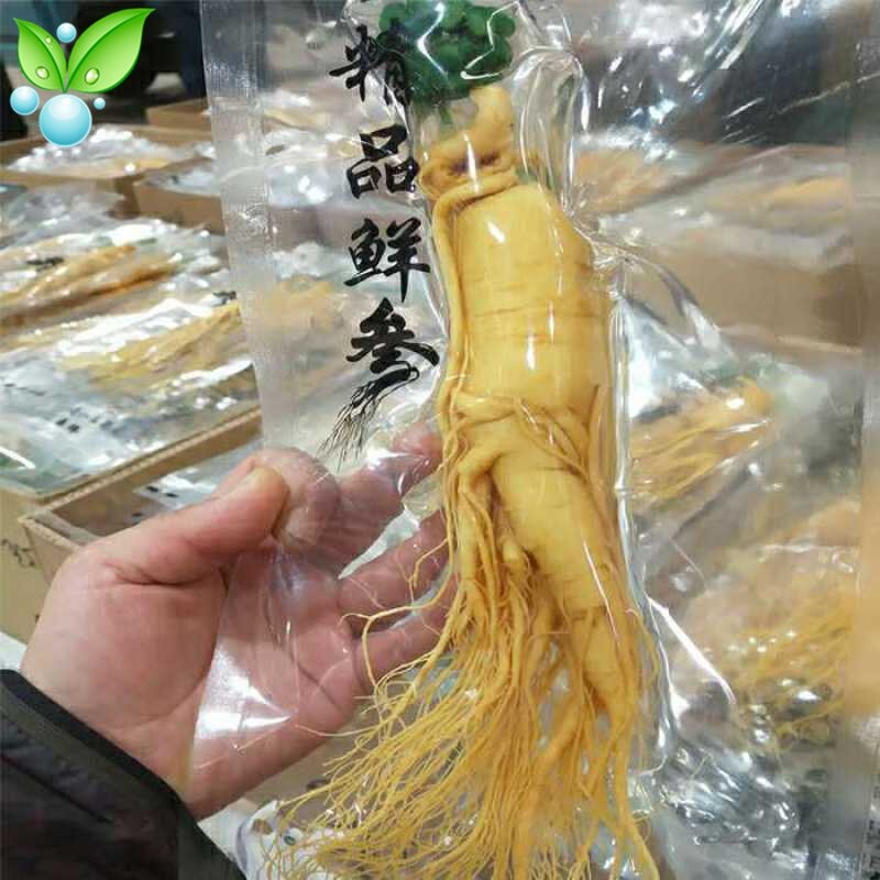 

Panax Ginseng Asli (100gr) / Ginseng Original