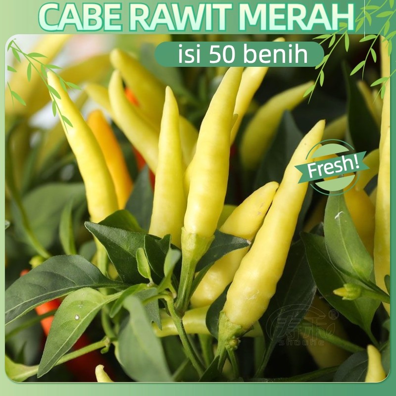 cocok untuk pemula-50 Biji - Tabasco peppers seed Benih Bibit Cabe Rawit Merah SIGANTUNG Bintang asi
