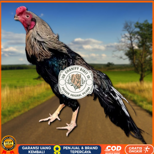 

telur ayam hias assel parrot untuk di tetaskan UD GHANIYY BIBIT ID