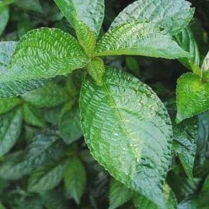 

DAUN KEJI BELING HERBAL