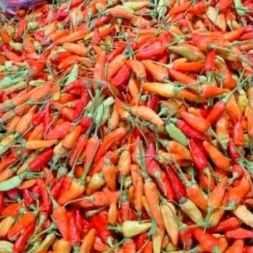 

Cabe rawit 50gr segar murah asli petikan petani Tanpa Bahan pengawet