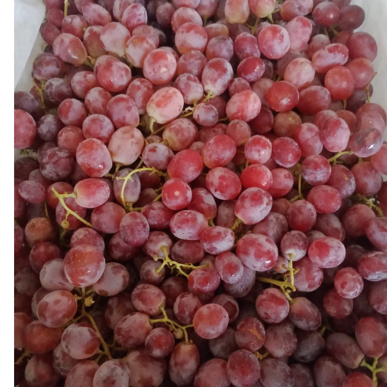 

ANGGUR RED GLOBE IMPORT