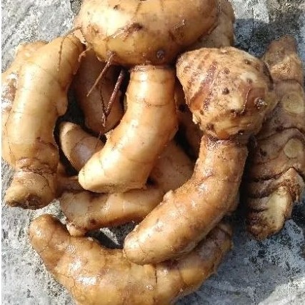 

Kunyit putih meningkatkan kesehatan hati dan ginjal . dan juga kangker 1 kg