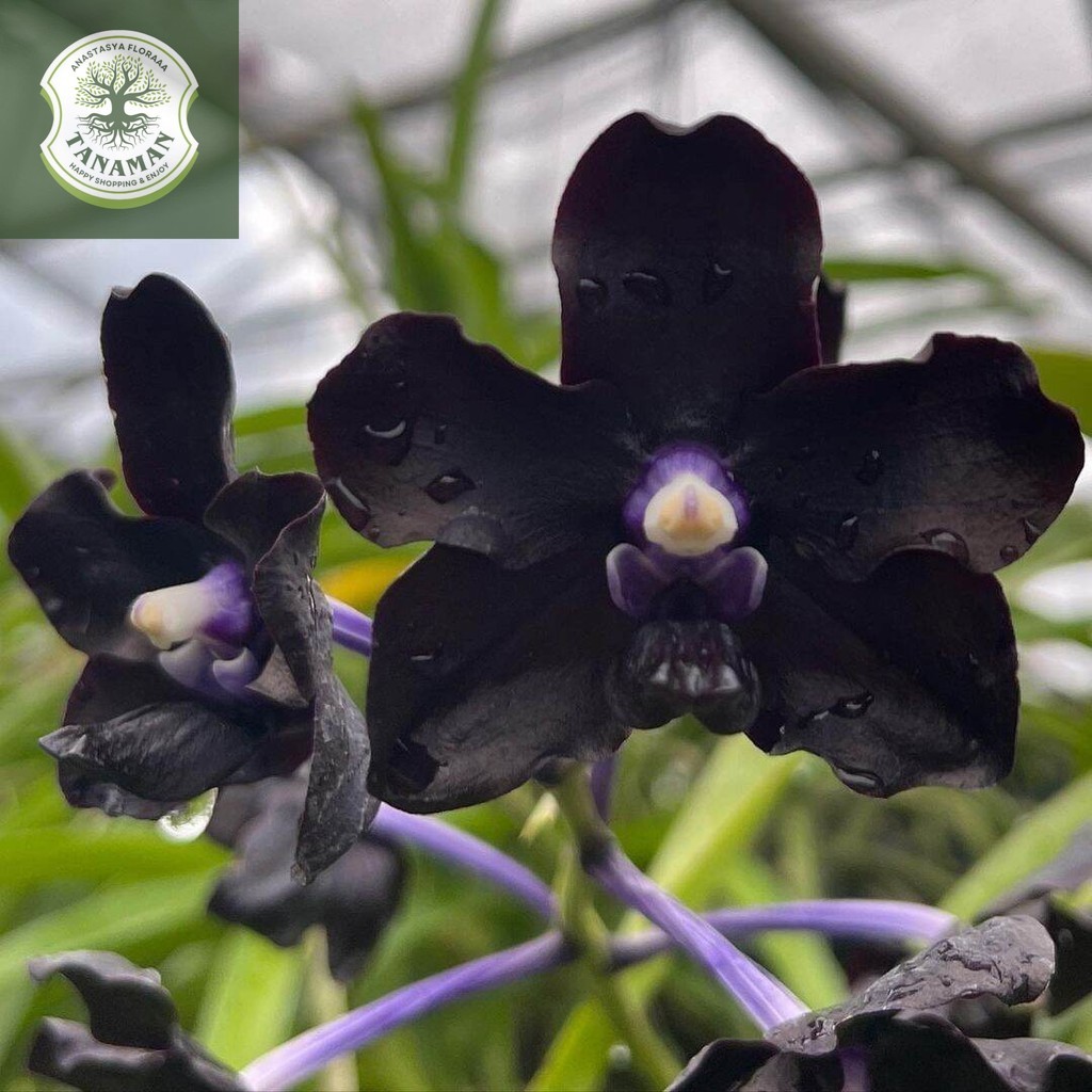 Tanaman Hias Anggrek Dendrobium Black - Anggrek Dendrobium Hitam