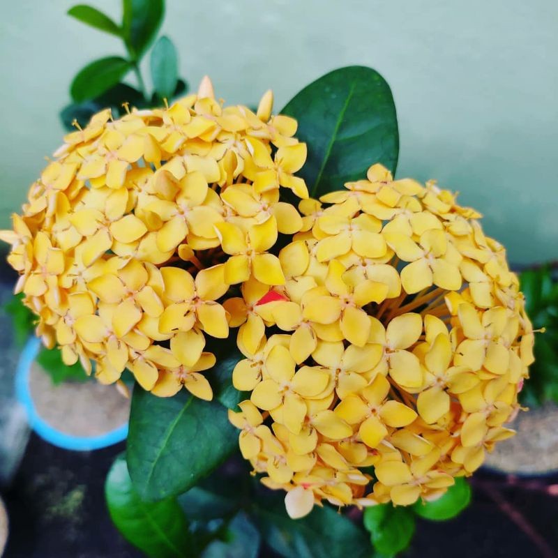 {BISA COD} tanaman bunga asoka kuning tanaman asoka bunga kuning pohon asoka hawai daun besar