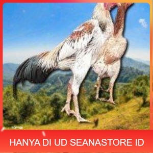 

telur tetas ayam shamo super big UD SEANASTORE ID