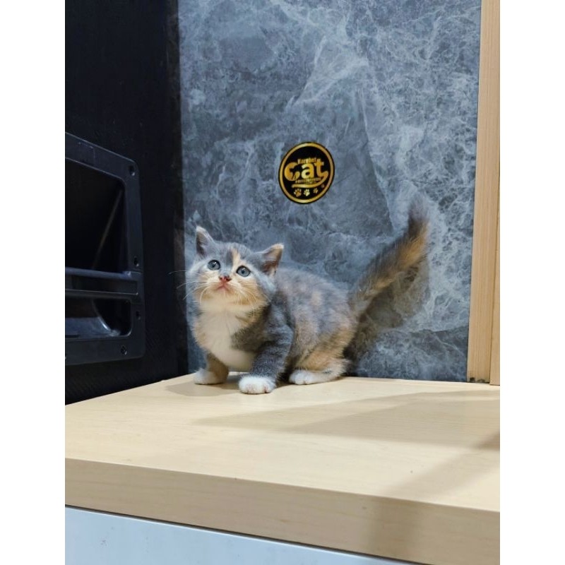 kucing calico dilute bsh british shorthair