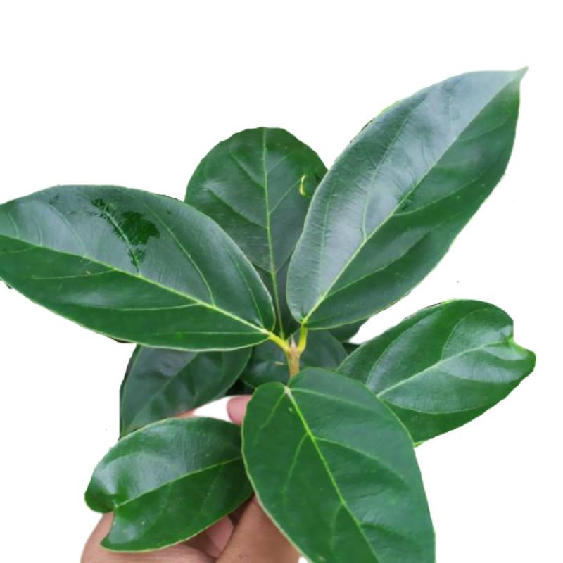 

Daun cincau hijau perdu segar siap petik harga per lembar