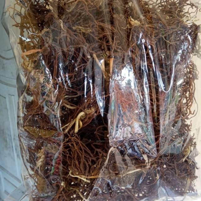 AKAR TUNJUK LANGIT KERING OBAT MIMISAN zam