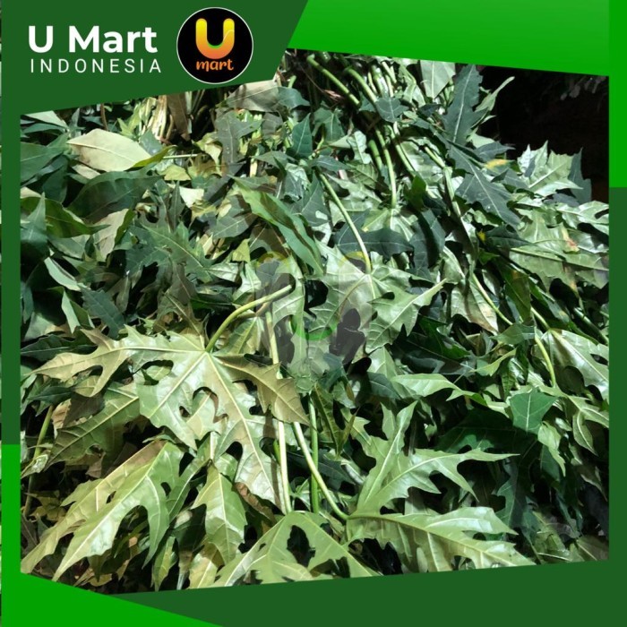 

U Mart - Daun Pepaya Segar 1 Ikat