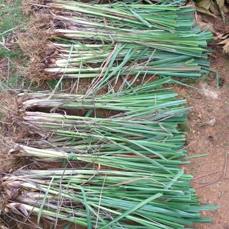 Termurah Bibit serai / serai bumbu