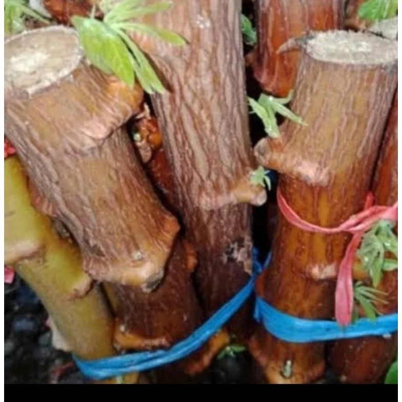 bibit singkong mentega stek/ pohon ubi kayu