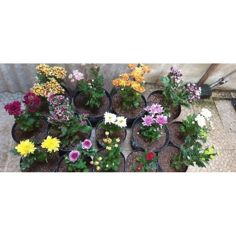 Tanaman Hias Krisan Polybag Hidup - Krisan Polibag Berbunga - Tanaman Hias Bunga Hidup - Bergaransi