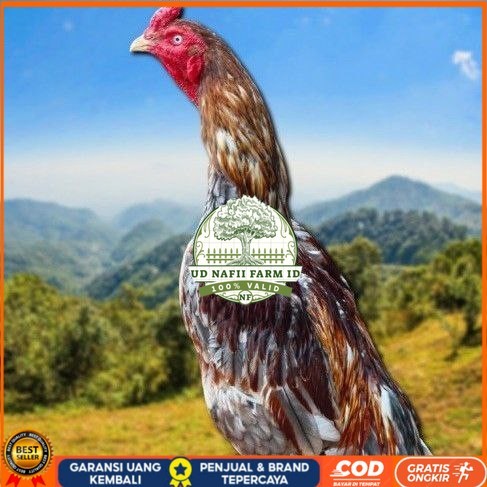 

telur tetas ayam shamo valid UD NAFII FARM ID