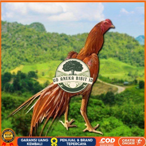 

telur Ayam Bangkok Clasik ekor lidi Fertil UD ANEKA BIBIT ID