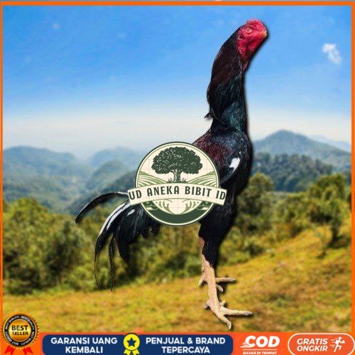 

telur tetas ayam shamo ukuran besar UD ANEKA BIBIT ID