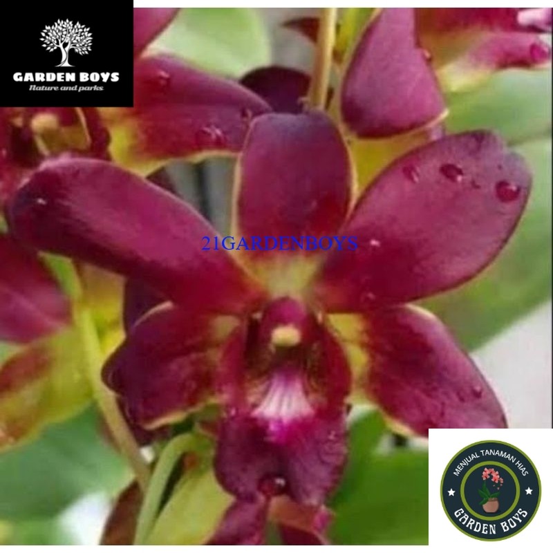 (TERMURAH) Anggrek Dendrobium Coyote Red Remaja .
