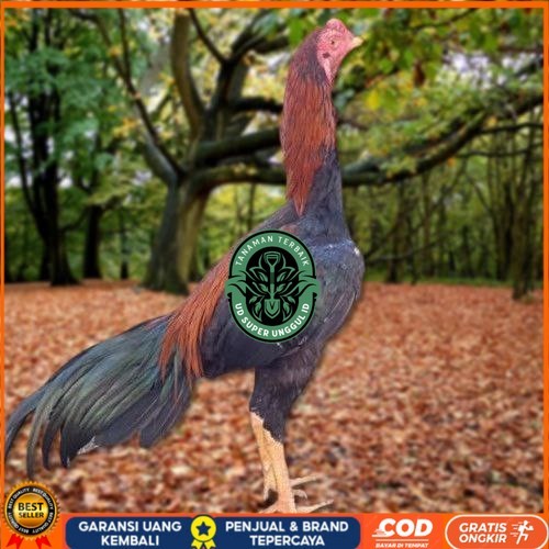 

Telur Ayam Pakhoy Trah Maneedaeng X Blackbull X Black Rose X Durian X Payabod X Jimmywhite X 17yok / Khoyngon Vertil Siap Di Tetaskan Jaminan Super Oiginal Bergaransi UD_SUPER_UNGGUL_ID