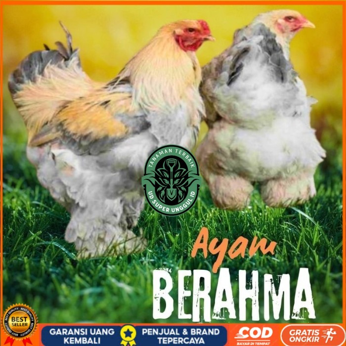 

telur ayam hias Berahma untuk di tetaskan original berkualitas UD_SUPER_UNGGUL_ID