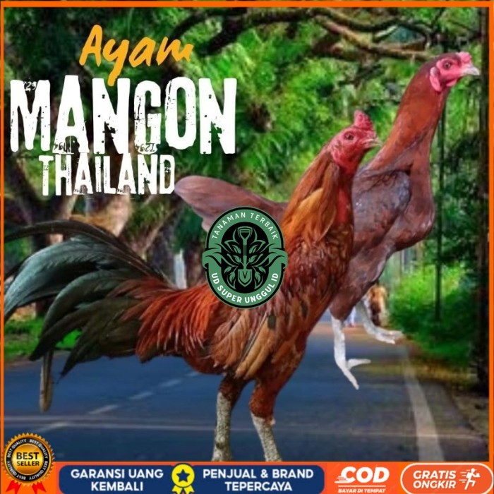 

telur ayam mangon Ori Thailand petarung bisa untuk di tetaskan original berkualitas UD_SUPER_UNGGUL_ID
