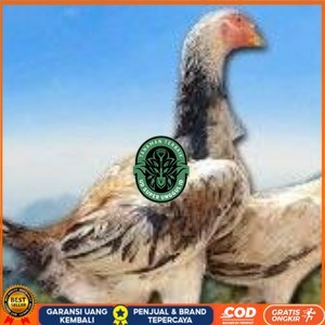 

telur ayam shamo murni vertil original resmi UD_SUPER_UNGGUL_ID