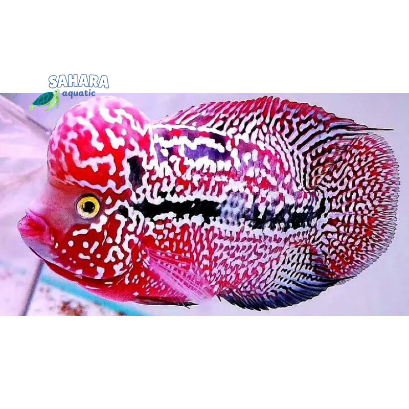 Burayak Louhan Kamfa  4-5 cm Redking Super Red Gen Ori Thailand  akuarium