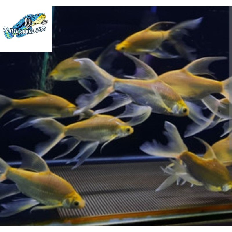 Kaviat sle size 8-11 cm tankmate fish
