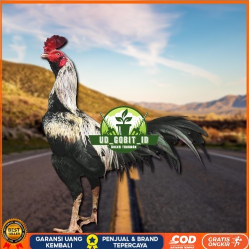 

ayam pama IQ telur fertill UD_GOBIT_ID